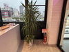 観葉植物「観葉植物あります」