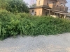 伸び方がハンパない！「まだまだ伸びる雑草」