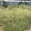 喜んで草刈りさせていただきます！