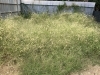 草がボーボーです「喜んで草刈りさせていただきます！」