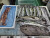 「📣本日のお魚情報🐟」