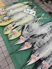 「シイラ＆カジキが店頭にずらり！鮮度抜群の大物鮮魚を特価でご用意」