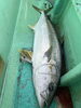 ヒラマサ「釣り物ヒラマサ」