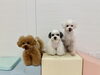 くまくん☆アモルくん☆ペチくん「ましゅまろ幼稚園🐶」