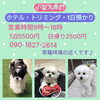 当店の看板犬たちです🐶🩷「小型犬専門ホテル＆トリミング｜可愛いワンちゃんたちの写真でご紹介！」