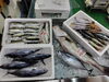 「📣本日のお魚情報🐟」