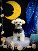 くまくん「お月さまとわんこ🌛」