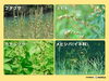 秋の花粉症「秋の花粉症に気をつけて😵」