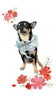 「Dog salon mofu mofu　余市町」