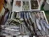 「📣本日入荷のお魚情報🐟」