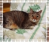 🐱もマッサージが大好き🎶健康にも良いのです✨「夏の疲れと雨による不調…ダブルパンチでダウン寸前？だるさスッキリさせましょう☆」