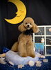 ニコちゃん「お月さまとわんこ🌛」