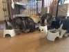 いただきます！3兄妹は 集中して一気に食べ進みます「兄妹猫の健康を守る“作法”～療養フードと日々のルーティンに込められた愛情」