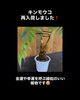 「金運や幸運を呼ぶ🌈🤍キンモウコ再入荷❗️」