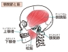「あごが痛いのは“筋肉”のせい？咀嚼筋とトリガーポイントの深い関係」