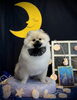 はじめまして♡ どんべいくん「お月さまとわんこ🌛」