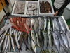 「📣本日のお魚情報🐟」
