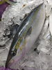 「今日はツムブリがたくさん取れたので刺身にしてます🐟️🐟️」