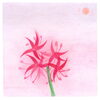 「彼岸花のイラスト✨」