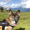 「愛犬と一緒に楽しむ、入笠山秋トレッキング🐶🍂」
