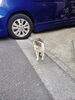 お久しぶりだニャー「(ΦωΦ) また出会えたネコ (=^・^=)　★英会話と体操のコラボ教室（堀切、お花茶屋、綾瀬、亀有、小菅）」
