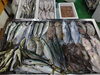「📣本日のお魚情報🐟」