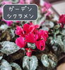 人気の花。ガーデンシクラメン入荷！「八王子産ガーデンシクラメン入荷！初心者さんにもおすすめの丈夫な花です。花の苗は石川農園 高月町のみ入荷してます。八王子で有名な花苗農家さんで丈夫で花もちが良く。人気です。八王子」