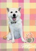 「Dog salon mofu mofu　余市町」