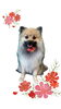 「Dog salon mofu mofu　余市町」