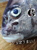 「コショウダイ入荷致しました！」