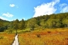 入笠湿原の草紅葉、だんだん黄金色になってきました。「入笠山で秋の風が頬を撫でる。」