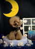 ダリくん「お月さまとわんこ🌛」