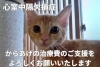 よろしくお願いいたします「ご協力よろしくお願いいたします【静岡駅】保護猫カフェ」