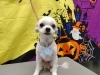 「短く短く【どっぐさろんあきゅ　京都市南区上鳥羽　小型犬専門　トリミング　ペットサロン】」