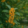 「🌼 今日の花：キンモクセイ（金木犀）」
