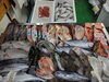 「📣本日のお魚情報🐟」