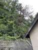 どこにいるでしょうか？「ベンリー福山東🌟高～い枯木の伐採💡」