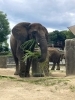 モグモグしながら、鼻でもキープする媛「🐘グルメなゾウたち」