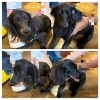 「ミニチュアダックスのシエル君が里帰りしてくれました！🐶✨」