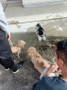 子犬教室の様子#泉大津市#高石市#和泉市#泉佐野市「子犬教室のひとこま」