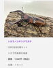トカラノコギリクワガタ成虫「別府市　学習塾RainBow　クワガタ事業部　通販専門「オオクワランド」開店！【別府　塾　個別指導　クワガタ飼育　クワガタ販売　オオクワガタ　ノコギリクワガタ】」