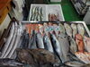 「📣本日入荷のお魚情報🐟」