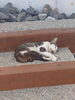 「遅めの夏休みをいただきました　のんびり猫のようにリフレッシュ」