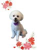 「Dog salon mofu mofu　余市町」