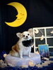 ななちゃん「お月さまとわんこ🌛」