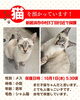 「迷い猫を保護しています【新居浜市中村3丁目付近】保護した日（2025年10月1日）」