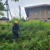 空き家の庭木管理、遠方からのご依頼も安心してお任せください