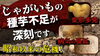 「過去最悪の不作の年へ！　北海道の種ジャガイモ産地の現状をレポートします。　たねのハシモトミヤ」