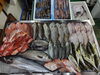 「📣本日のお魚情報🐟」