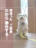 間違った『ご褒美』？「行動どうやって直せばいいの😭？おやつ無しだと言うこと聞かない😢💦って人必見‼️」